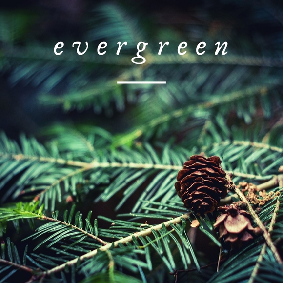 evergreen - Picture 1 of 1